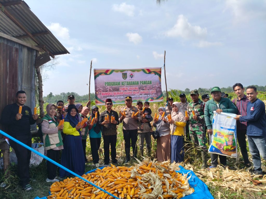 Panen Jagung di Desa Sungai Luar, Dukung Program Asta Cita Presiden RI
