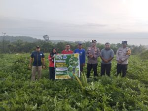 Kapolsek Tualang Panen Semangka Program KETAPANG Bersama Penghulu Perawang Barat