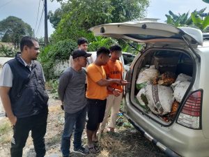 Bawa 12 Tandan Sawit Curian, Dua Pria Diringkus Polsek Tualang