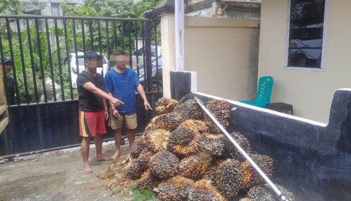 2 Pencuri 50 Tandan Sawit Ditangkap di Tualang, 3 DPO