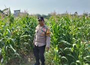 Bhabinkamtibmas Polsek Tualang Cek Perkembangan Jagung di Ponpes, Dukung Ketahanan Pangan Nasional