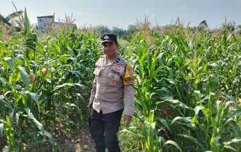 Bhabinkamtibmas Polsek Tualang Cek Perkembangan Jagung di Ponpes, Dukung Ketahanan Pangan Nasional