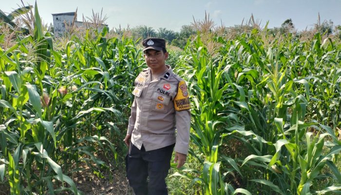 Bhabinkamtibmas Polsek Tualang Cek Perkembangan Jagung di Ponpes, Dukung Ketahanan Pangan Nasional