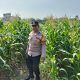 Bhabinkamtibmas Polsek Tualang Cek Perkembangan Jagung di Ponpes, Dukung Ketahanan Pangan Nasional