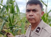 Perkuat Ketahanan Pangan, Polsek Tualang Intensif Lakukan Pengecekan Jagung Pipil di Lahan PT SIR