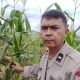 Perkuat Ketahanan Pangan, Polsek Tualang Intensif Lakukan Pengecekan Jagung Pipil di Lahan PT SIR