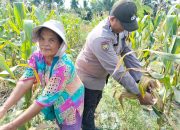 Jagung Pipil Siap Panen, Bhabinkamtibmas Polsek Tualang Terus Dampingi Petani Wujudkan Swasembada Pangan