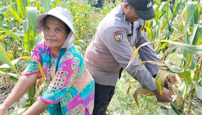 Jagung Pipil Siap Panen, Bhabinkamtibmas Polsek Tualang Terus Dampingi Petani Wujudkan Swasembada Pangan