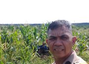 Ketahanan Pangan Jadi Prioritas, Bhabinkamtinmas Polsek Tualang Aktif Dampingi Petani