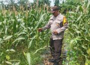 Dorong Swasembada Pangan, Bhabinkamtibmas Tualang Perkuat Sinergi dengan Petani