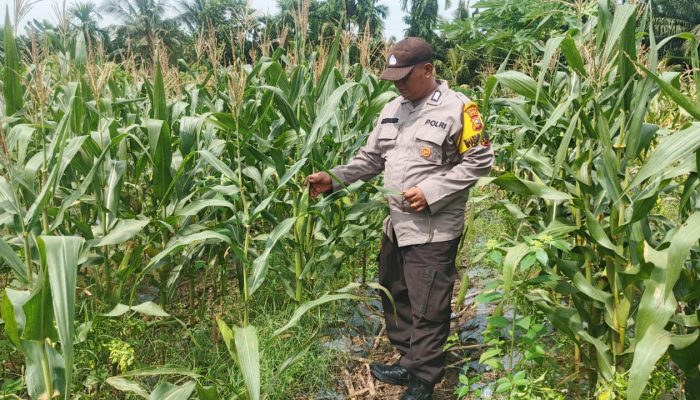 Dorong Swasembada Pangan, Bhabinkamtibmas Tualang Perkuat Sinergi dengan Petani