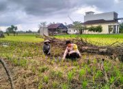 Dukung Swasembada Pangan, Bhabinkamtibmas Polsek Tempuling Turun Langsung Dampingi Petani Tanam Padi