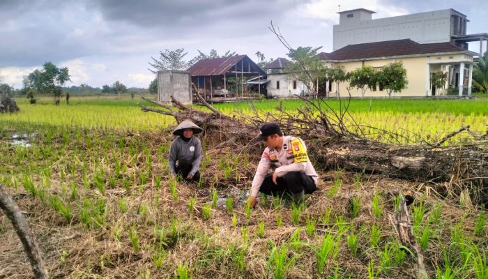 Dukung Swasembada Pangan, Bhabinkamtibmas Polsek Tempuling Turun Langsung Dampingi Petani Tanam Padi