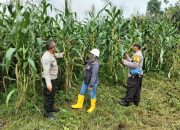 Jagung Pipil Mulai Berbuah, Program Swasembada Pangan di PT. PAS Tunjukkan Hasil