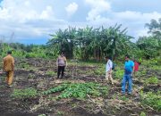 Bhabinkamtibmas Air Tawar Tinjau Lahan Jagung, Siap Dukung Program Ketahanan Pangan