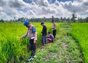 Polsek Tempuling Dukung Swasembada Pangan, Personel Cek Ketahanan Padi di Pangkalan Tujuh