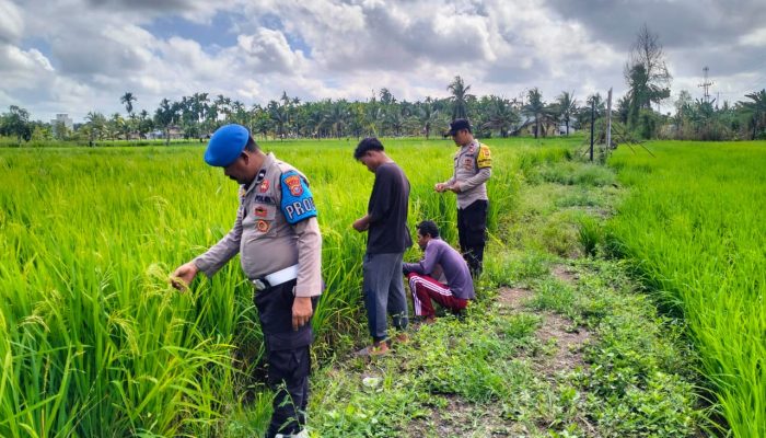 Polsek Tempuling Dukung Swasembada Pangan, Personel Cek Ketahanan Padi di Pangkalan Tujuh