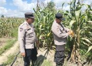 Polsek Tualang Dukung Swasembada Pangan, Jagung Pipil di Ponpes Abu Horairoh Segera Dipanen