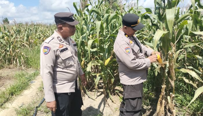 Polsek Tualang Dukung Swasembada Pangan, Jagung Pipil di Ponpes Abu Horairoh Segera Dipanen