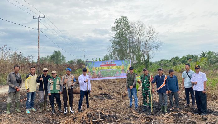 Polsek Kuindra Turun ke Lahan, Jagung Desa Teluk Dalam Jadi Simbol Semangat Swasembada Pangan