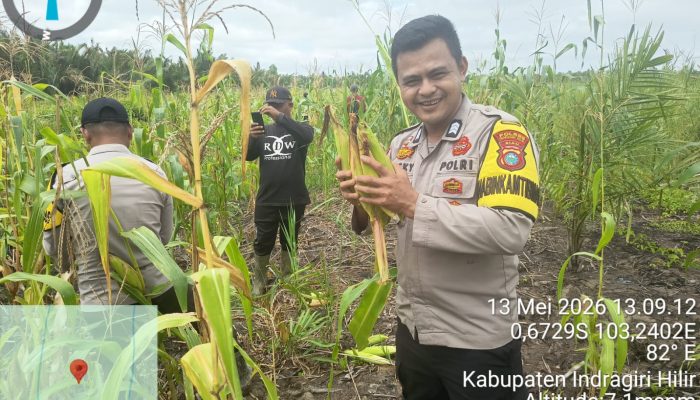 Panen Jagung dalam rangka Mendukung Asta Cita Swasembada Pangan Demi Terwujudnya Ketahanan Pangan Nasional di Desa Seberang Pulau Kijang Kec. Reteh