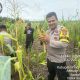 Panen Jagung dalam rangka Mendukung Asta Cita Swasembada Pangan Demi Terwujudnya Ketahanan Pangan Nasional di Desa Seberang Pulau Kijang Kec. Reteh