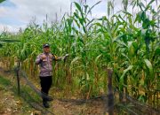 Polsek Tualang Monitoring Ketahanan Pangan, Jagung Pipil di PT Palmax Sejati Mulai Berbuah pada Usia 80 Hari