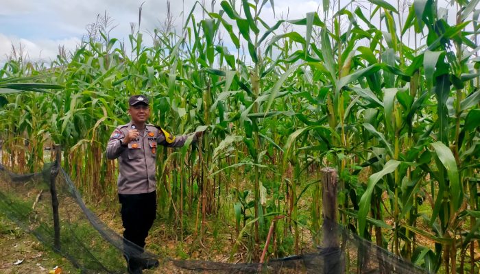 Polsek Tualang Monitoring Ketahanan Pangan, Jagung Pipil di PT Palmax Sejati Mulai Berbuah pada Usia 80 Hari
