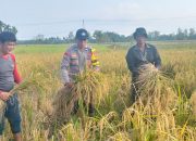 Giat Panen Padi, Mendukung Program Asta Cita, Dalam Rangka Ketahanan Pangan Nasional di desa Pulau Kecil Reteh