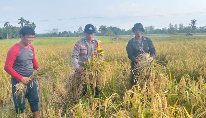 Giat Panen Padi, Mendukung Program Asta Cita, Dalam Rangka Ketahanan Pangan Nasional di desa Pulau Kecil Reteh