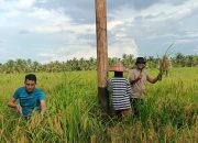 Giat Panen Padi, Mendukung Program Asta Cita, Dalam Rangka Ketahanan Pangan Nasional di Polsek Sungai Batang