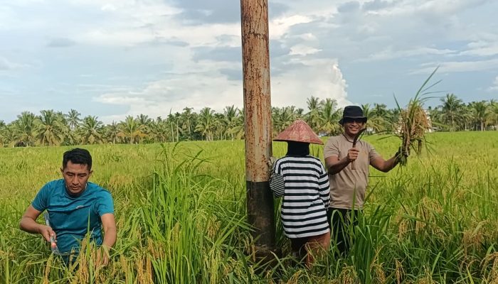 Giat Panen Padi, Mendukung Program Asta Cita, Dalam Rangka Ketahanan Pangan Nasional di Polsek Sungai Batang