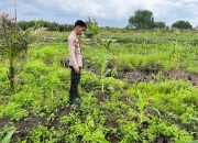 Dukung Ketahanan Pangan Program Asta Cita, Polsek Kuindra Pantau Pertumbuhan Jagung di Desa Teluk Dalam.
