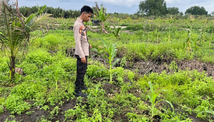 Dukung Ketahanan Pangan Program Asta Cita, Polsek Kuindra Pantau Pertumbuhan Jagung di Desa Teluk Dalam.
