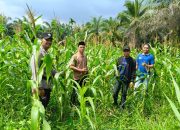Sinergi Polsek Tembilahan Hulu dan Pemerintah Desa Sialang Panjang Pantau Progres Ketahanan Pangan Jagung Tumpang Sari