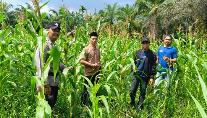 Sinergi Polsek Tembilahan Hulu dan Pemerintah Desa Sialang Panjang Pantau Progres Ketahanan Pangan Jagung Tumpang Sari