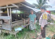 Sinergi Polri dan Masyarakat, Polsek Sungai Batang dukung Peternakan Sapi di inhil