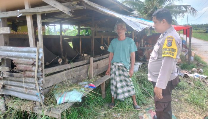 Sinergi Polri dan Masyarakat, Polsek Sungai Batang dukung Peternakan Sapi di inhil
