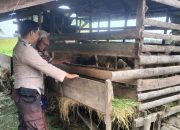 Bhabinkamtibmas Polsek Sungai Batang Masuk Kandang Domba, Pantau Ketahanan Pangan Warga Jelang Idul Adha