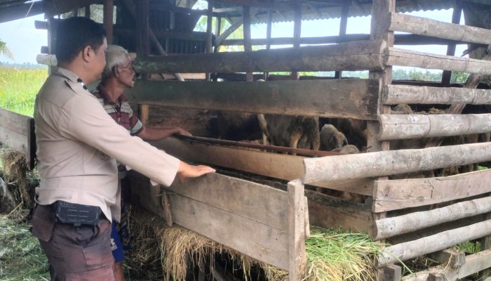 Bhabinkamtibmas Polsek Sungai Batang Masuk Kandang Domba, Pantau Ketahanan Pangan Warga Jelang Idul Adha