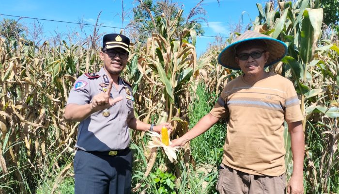 Dukung Ketahanan Pangan Kapolsek Tualang Cek Perkembangan Tanaman Jagung Di Pesantren Abu Horairoh. Alhamdulillah Panen Sebentar Lagi