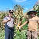 Dukung Ketahanan Pangan Kapolsek Tualang Cek Perkembangan Tanaman Jagung Di Pesantren Abu Horairoh. Alhamdulillah Panen Sebentar Lagi