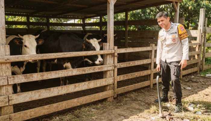 Bhabinkamtibmas Polsek Sungai Batang Sambangi Peternak Sapi, Dorong Ketahanan Pangan