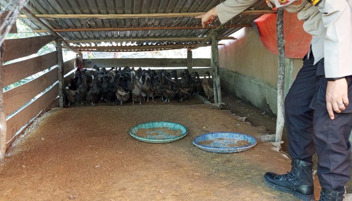Bhabinkamtibmas Polsek Sungai Batang Sambangi Peternak Bebek milik Bumdes Desa Benteng Utara, Dorong Ketahanan Pangan