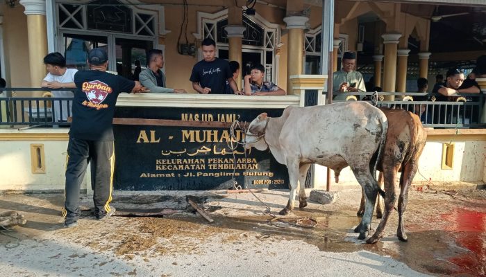 Semangat Gotong Royong, Mesjid Al Muhajirin Kelurahan Pekan Arba Sembelih 17 Ekor Hewan Qurban