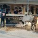 Semangat Gotong Royong, Mesjid Al Muhajirin Kelurahan Pekan Arba Sembelih 17 Ekor Hewan Qurban