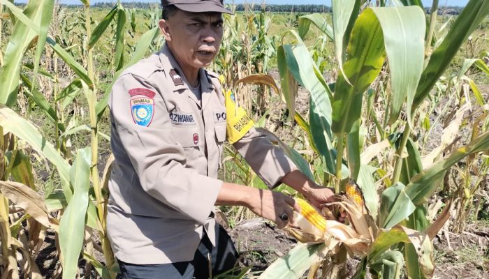 Polisi Cinta Petani, Polsek Tualang Turun ke Lahan Cek Jagung Siap Panen
