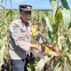 Polisi Cinta Petani, Polsek Tualang Turun ke Lahan Cek Jagung Siap Panen