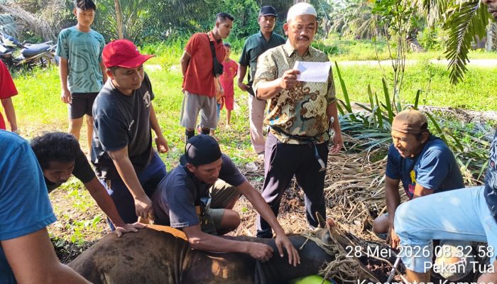 Semangat Berbagi di Idul Adha, PT. Agrinas Palma Nusantara Mitra KSO PT. Citra Mutiara Bumi Riau Gelar Penyembelihan Hewan Qurban