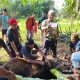 Semangat Berbagi di Idul Adha, PT. Agrinas Palma Nusantara Mitra KSO PT. Citra Mutiara Bumi Riau Gelar Penyembelihan Hewan Qurban